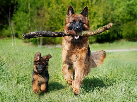 Dog's Exercise